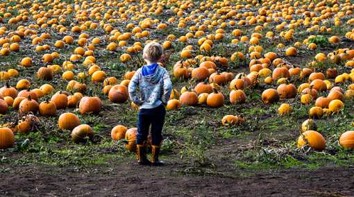 10 Best Pumpkin Patches in Colorado!